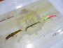 【ｾｯﾄ商品】ﾊｲﾄﾞﾗﾑ　3点ｾｯﾄ