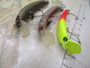 【ｾｯﾄ商品】ﾛﾃﾞｵｸﾗﾌﾄ　ﾓｶﾛﾝSSｾｯﾄ