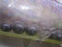 ｸﾗｯｼｭ9