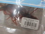 【ｾｯﾄ商品】ｺｲｹｻﾝﾀﾞｰ