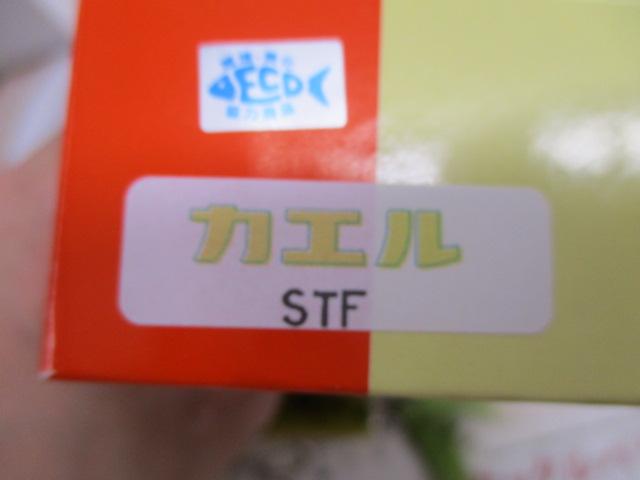 ｶｴﾙ#STF