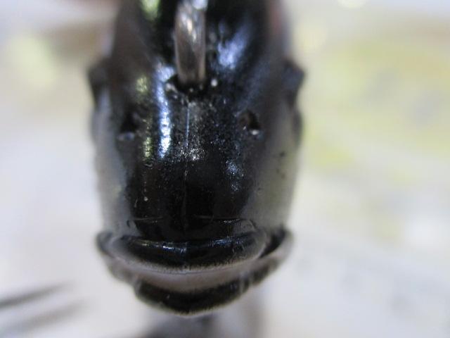 レイジースイマー9"3Dリアリズム#S-5103DR婚姻ハス♂