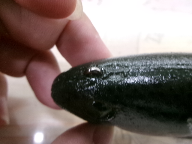 ハドルストン 8