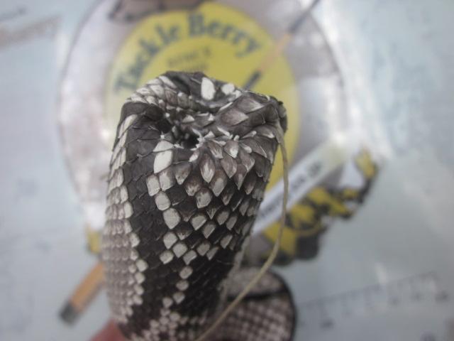 ﾊﾟｲｿﾝｸﾞﾘｯﾌﾟｴﾝﾄﾞ