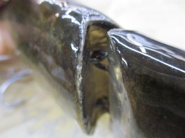 ﾋﾞｯｸﾍﾞｲﾄ