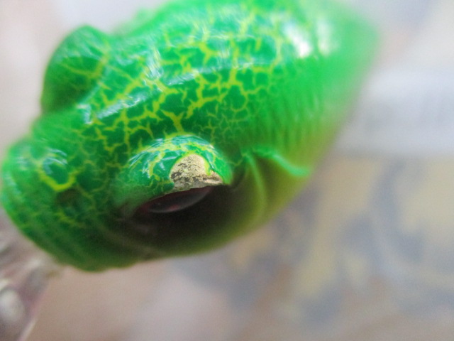 【ｾｯﾄ商品】ﾒｶﾞﾊﾞｽ　ｸﾞﾘﾌｫﾝ4ｺｾｯﾄ