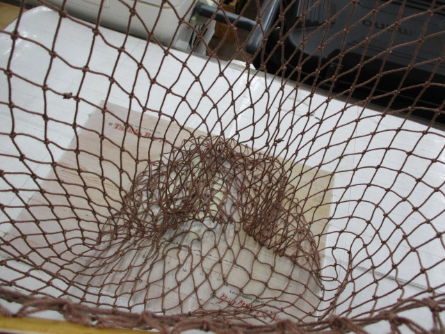 フェイテスネット45