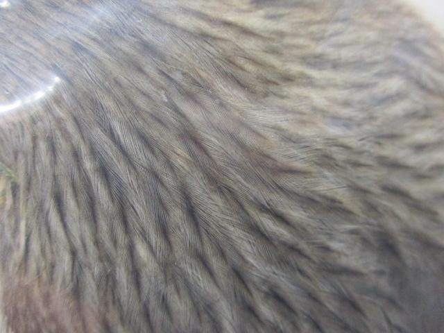 WHITING FARM シルバースパークル