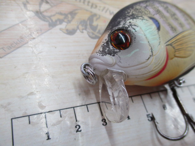 ﾗｲﾌﾞﾀｰｹﾞｯﾄ/ﾌﾞﾙｰｷﾞﾙｳｪｲｸ