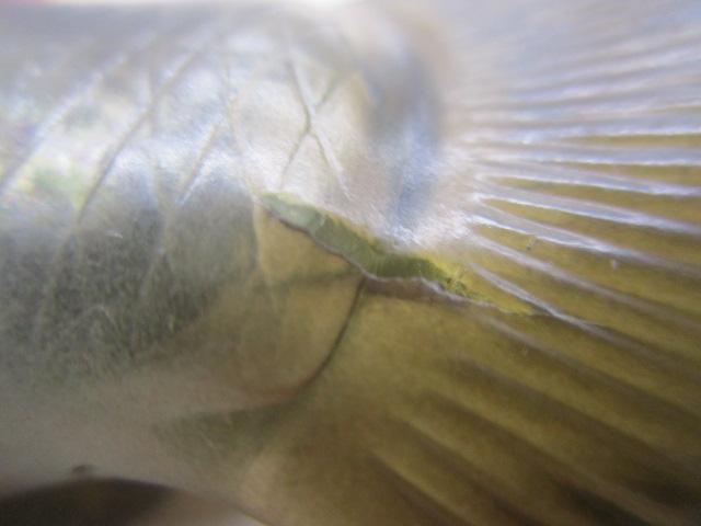 ｺｰﾄﾞﾈｰﾑﾊﾞｽF