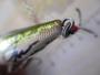 ﾎﾟｯﾌﾟXGGﾊﾞｽ