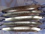 【ｾｯﾄ商品】ABU ﾄﾋﾞｰ 10g 3/8oz 5個