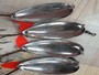 【ｾｯﾄ商品】ABU ﾌﾟﾗﾝｸﾄﾝﾌｪﾊﾞﾘｯﾄ12g11個