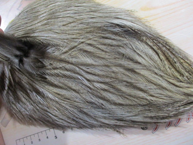 【超激ﾚｱﾊｯｸﾙ】WHITING　COQ　DE　LEON
