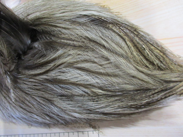 【超激ﾚｱﾊｯｸﾙ】WHITING　COQ　DE　LEON