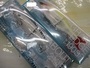 【ｾｯﾄ商品】ｸﾞﾗｽﾙｰﾂﾙｱｰ2個ｾｯﾄ
