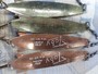【ｾｯﾄ商品】ABU ﾄﾋﾞｰ 12g 3/7oz 12個