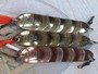 【ｾｯﾄ商品】ABU ｱﾄﾑ 12g 3/7oz 12個