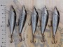 【ｾｯﾄ商品】ﾗﾊﾟﾗ ｶｳﾝﾄﾀﾞｳﾝ 7cm 5個