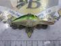 ｵﾘｼﾞﾅﾙｳｲｸﾞﾙﾜｰﾄ5cm