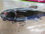 【ｾｯﾄ商品】ｵｻｶﾅｽｲﾏｰ125&145ｾｯﾄ