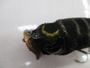 ﾒｶﾞﾊﾞｽ/ﾎﾟｯﾌﾟﾏｯｸｽ