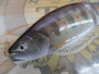 ﾛﾏﾝﾒｲﾄﾞﾈｺﾞｼｴｰﾀｰ