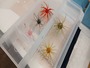 【ｾｯﾄ商品】ﾊｲﾄﾞｱｯﾌﾟ　ｺｲｹ5個ｾｯﾄ　ｹｰｽ入り