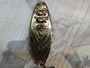 【ｾｯﾄ商品】Kala-Ralli ｽﾌﾟｰﾝ 3個