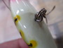 【ｾｯﾄ商品】ｻﾞｳﾙｽ ｸﾗﾝｸｶｳﾙｽ