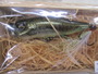 【ｾｯﾄ商品】ﾒｶﾞﾊﾞｽ　ｳｯﾃﾞｨPOPX　ｾｯﾄ