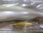 ｵﾁｱﾕﾐﾉｰ125FR