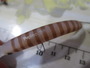 【ｾｯﾄ商品】ﾍﾟﾋﾟｰﾉ7点ｾｯﾄ