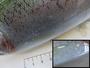 ﾏｻﾞｰﾄﾘﾌﾟﾙ