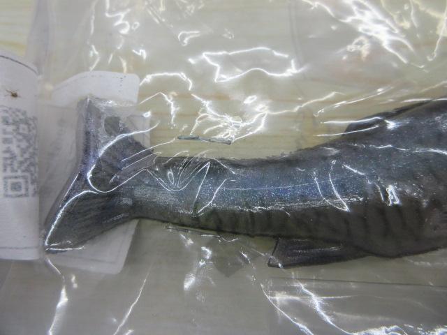 シャイナー67 湖北スペシャル