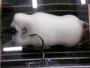 ｺﾞﾝｸﾞ