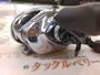 19ｱﾝﾀﾚｽHG RH