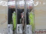 【ｾｯﾄ商品】POP-MAXﾘﾐﾃｯﾄﾞｶﾗｰ3個ｾｯﾄ