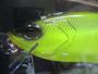ｸﾗｯｼｭ9/LOW