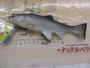 ﾚｲｼﾞｰｽｲﾏｰ7"3D#S-487/3DRﾊｽ