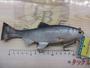 ﾚｲｼﾞｰｽｲﾏｰ7"3D#S-487/3DRﾊｽ