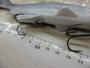 ﾚｲｼﾞｰｽｲﾏｰ7"3D#S-487/3DRﾊｽ