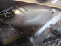 ﾀｲﾆｰｸﾗｯｼｭ