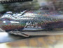 POPMAX(SP-C) PAISLEY