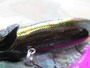 POPMAX(SP-C) PAISLEY