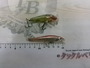 【ｾｯﾄ商品】ﾒｶﾞﾊﾞｽ･ﾍﾄﾞﾝ2個ｾｯﾄ