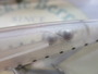 【ｾｯﾄ商品】ｱｲﾏ ｺﾓﾓ 4個ｾｯﾄ
