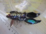 【ｾｯﾄ商品】ﾒｶﾞﾊﾞｽ　Gatta-X　2個ｾｯﾄ