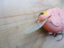 【ｾｯﾄ商品】MPB ﾜｲﾙﾄﾞｳｨｰｾﾞﾙ