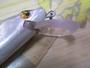 ｳｯﾄﾞ85-14g#AU